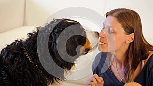 Bernese mountain dog receives a biscuits from her owner.