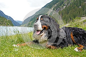 Bernese Mountain Dog relaxing by the mountain lake