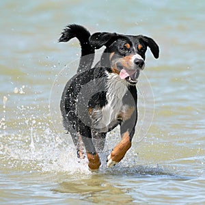 Bernese Mountain Dog runs along the coast