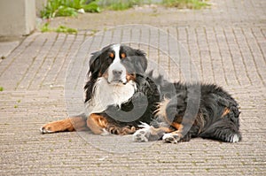 Bernese Mountain Dog Sennenhund