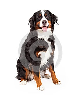 Bernese Mountain Dog Sitting - Extracted