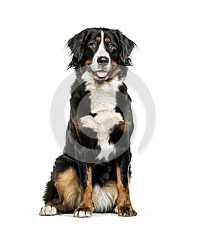 Bernese Mountain Dog sitting in front of white background photo