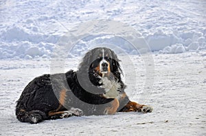 Bernese Mountain Dog in snow