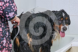 Bernese mountain dog taking bath.