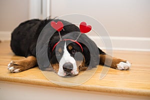 Bernese Mountain Dog Valentines hearts photo