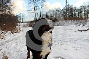 Bernese mountain Dog on a walk in the Park.