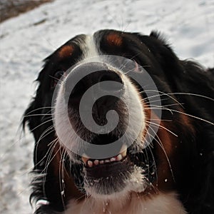 Bernese mountain Dog on a walk in the Park.