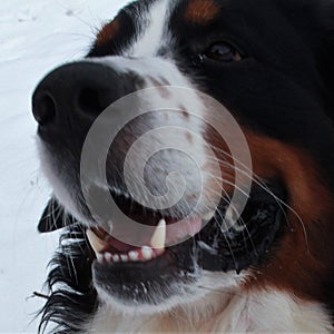 Bernese mountain Dog on a walk in the Park.