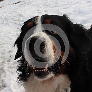 Bernese mountain Dog on a walk in the Park.