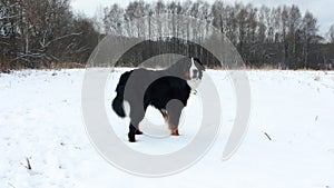 Bernese mountain Dog on a walk in the Park.