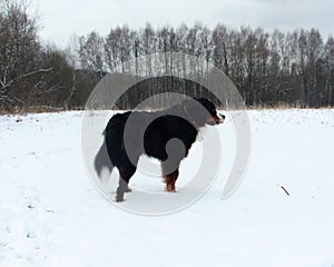 Bernese mountain Dog on a walk in the Park.