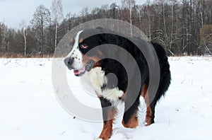 Bernese mountain Dog on a walk in the Park.