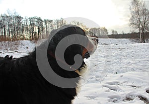 Bernese mountain Dog on a walk in the Park.