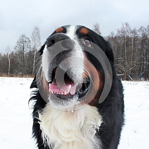 Bernese mountain Dog on a walk in the Park.