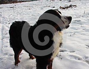 Bernese mountain Dog on a walk in the Park.