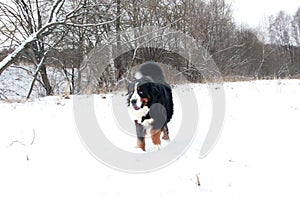 Bernese mountain Dog on a walk in the Park.