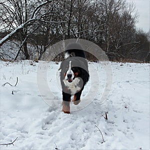 Bernese mountain Dog on a walk in the Park.