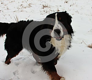 Bernese mountain Dog on a walk in the Park.