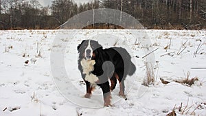 Bernese mountain Dog on a walk in the Park.