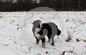 Bernese mountain Dog on a walk in the Park.