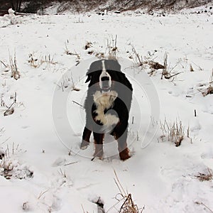 Bernese mountain Dog on a walk in the Park.