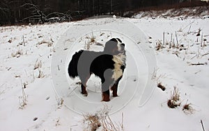 Bernese mountain Dog on a walk in the Park.