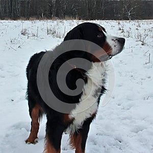 Bernese mountain Dog on a walk in the Park.