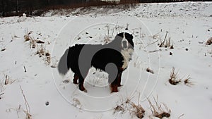 Bernese mountain Dog on a walk in the Park.