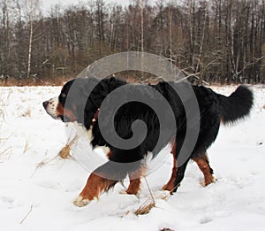 Bernese mountain Dog on a walk in the Park.