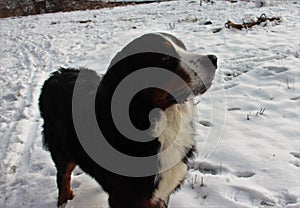 Bernese mountain Dog on a walk in the Park. photo