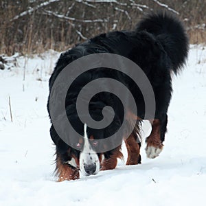 Bernese mountain Dog on a walk in the Park. photo