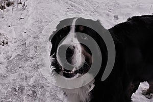 Bernese mountain Dog on a walk in the Park. photo