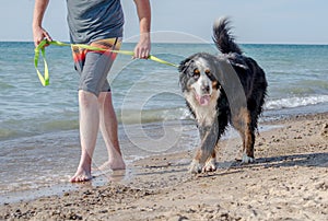 Bernese Mountain Dog walking on the dog beach in Michigan