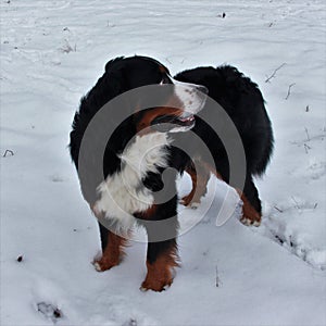 Bernese mountain Dog on a walk in the Park. photo