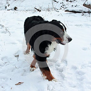 Bernese mountain Dog on a walk in the Park. photo