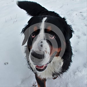 Bernese mountain Dog on a walk in the Park. photo