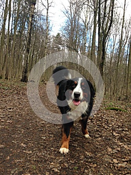 Bernese mountain Dog walking on the forest paths. Portrait of a Bernese mountain dog. Really Beautiful Bernese Mountain Dog.