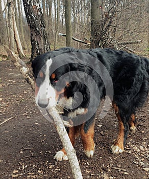 Bernese mountain Dog walking on the forest paths. Portrait of a Bernese mountain dog. Really Beautiful Bernese Mountain Dog.