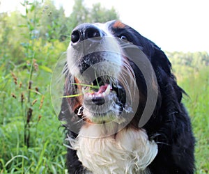 Bernese mountain Dog walking on the forest paths. Portrait of a Bernese mountain dog. Really Beautiful Bernese Mountain Dog.