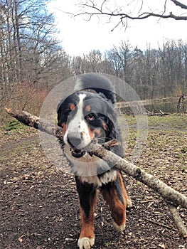 Bernese mountain Dog walking on the forest paths. Portrait of a Bernese mountain dog. Really Beautiful Bernese Mountain Dog.