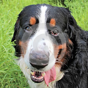 Bernese mountain Dog walking on the forest paths. Portrait of a Bernese mountain dog. Really Beautiful Bernese Mountain Dog.