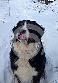 Bernese mountain Dog walking on the forest paths. Portrait of a Bernese mountain dog. Really Beautiful Bernese Mountain Dog.