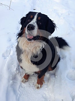 Bernese mountain Dog walking on the forest paths. Portrait of a Bernese mountain dog. Really Beautiful Bernese Mountain Dog.