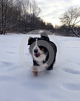 Bernese mountain Dog walking on the forest paths. Portrait of a Bernese mountain dog. Really Beautiful Bernese Mountain Dog.