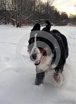 Bernese mountain Dog walking on the forest paths. Portrait of a Bernese mountain dog. Really Beautiful Bernese Mountain Dog.