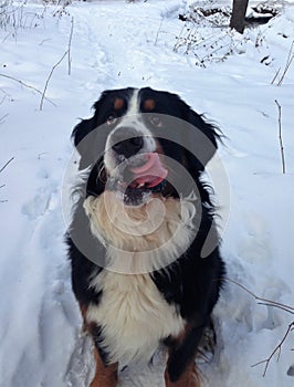 Bernese mountain Dog walking on the forest paths. Portrait of a Bernese mountain dog. Really Beautiful Bernese Mountain Dog.