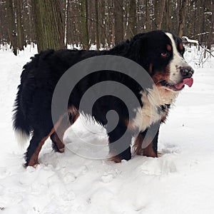 Bernese mountain Dog walking on the forest paths. Portrait of a Bernese mountain dog. Really Beautiful Bernese Mountain Dog.