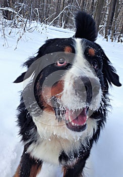 Bernese mountain Dog walking on the forest paths. Portrait of a Bernese mountain dog. Really Beautiful Bernese Mountain Dog.