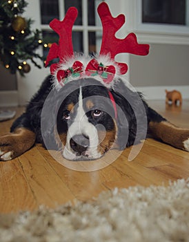 A Bernese Mountain dog wears antlers on Christmas
