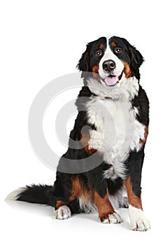 Bernese mountain dog on white background